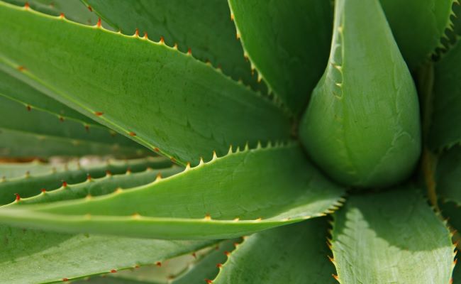 Aloe Vera