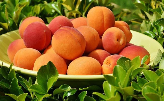 Apricot