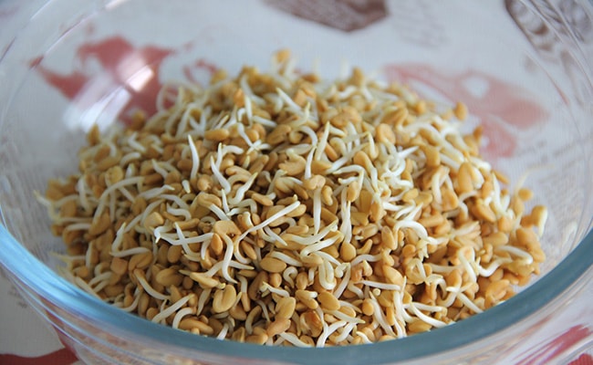 Fenugreek