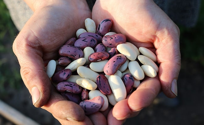 Legumes