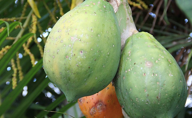 Unripe papaya