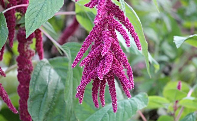 Amaranth