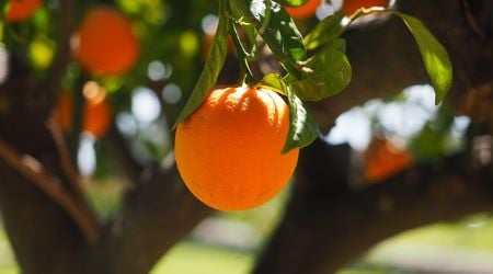 Best Citrus Fruits for Weight Loss