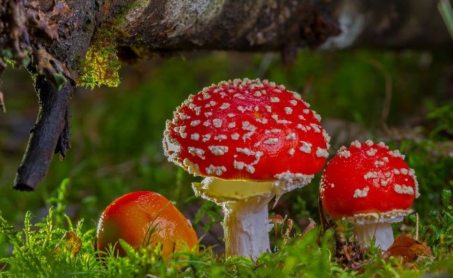 Best Foods with Vitamin B5
