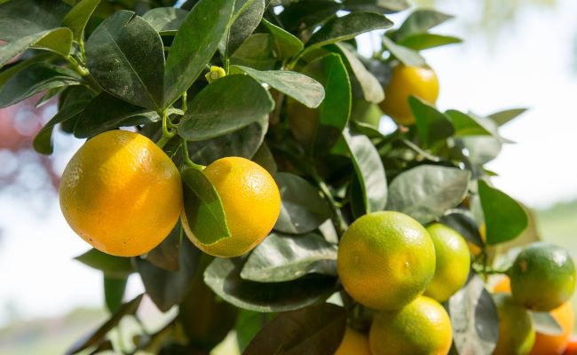 Calamondin