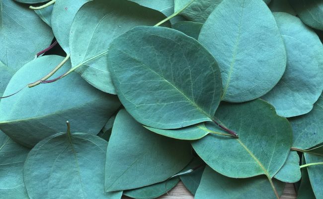 Eucalyptus Leaves