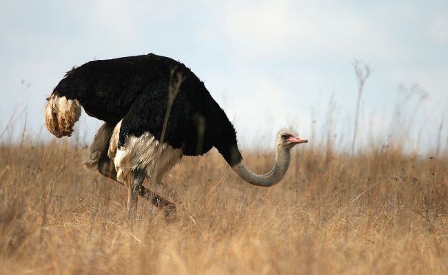 Ostrich