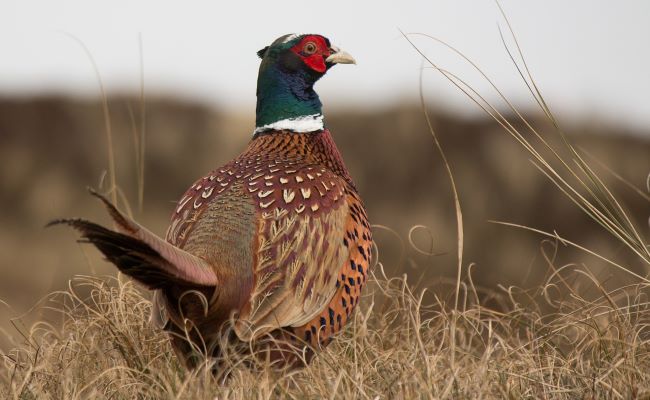 Pheasant