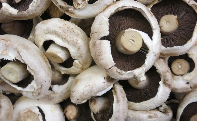 Portobello Mushrooms