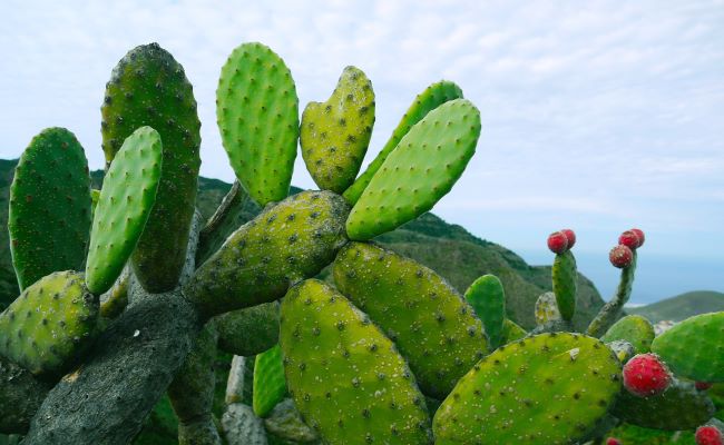 Prickly Pear