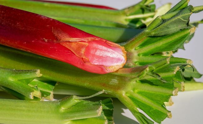 Rhubarb