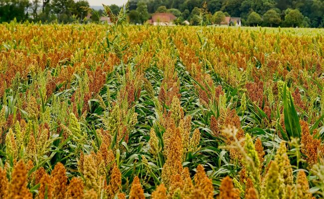 Sorghum