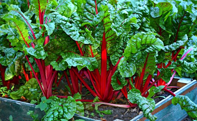 Swiss Chard