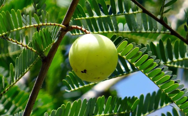 Benefits of Eating Amla