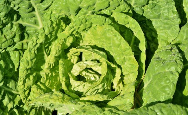 Benefits of Eating Cabbage