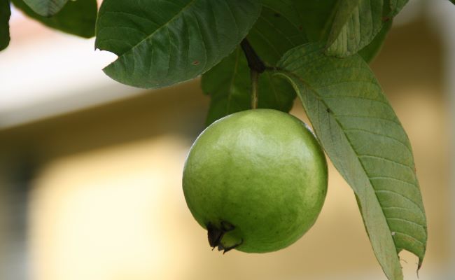 Benefits of Eating Guava