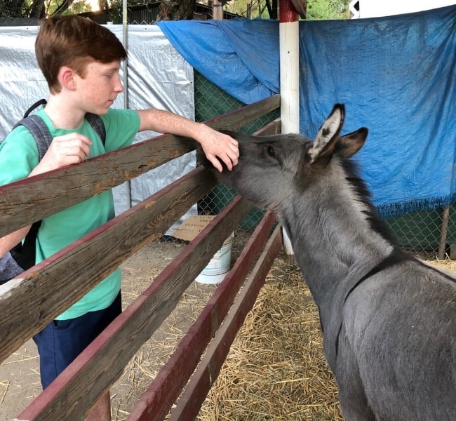 Carter Hastings as seen while petting a donkey in October 2018